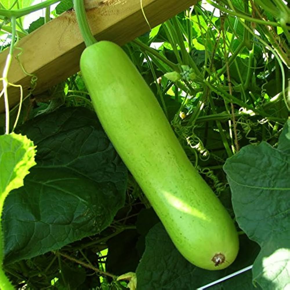 Giant Gourd Seed Home Grown - HÔT BÂU LỚN – Heirloom, Non-GMO