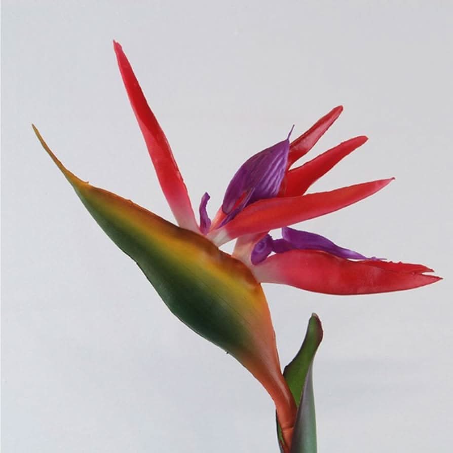 red bird of paradise plant from seed Heirloom Non-GMO Red Strelitzia Reginae Flower Seeds for Planting – Exotic  Bird of Paradise Seeds