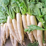 Japanese Minowase Daikon Radish for organic vegetable patch