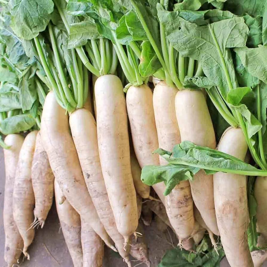 Japanese Minowase Daikon Radish for organic vegetable patch