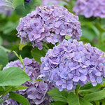 Hydrangea Hydrangea Macrophylla Seeds for planting in flower bed