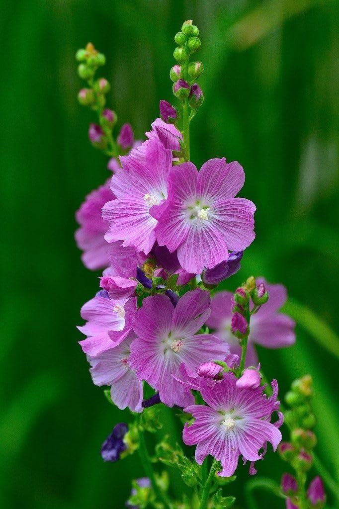 Rose Mallow Malva sylvestris flower seeds for planting in backyard garden beds