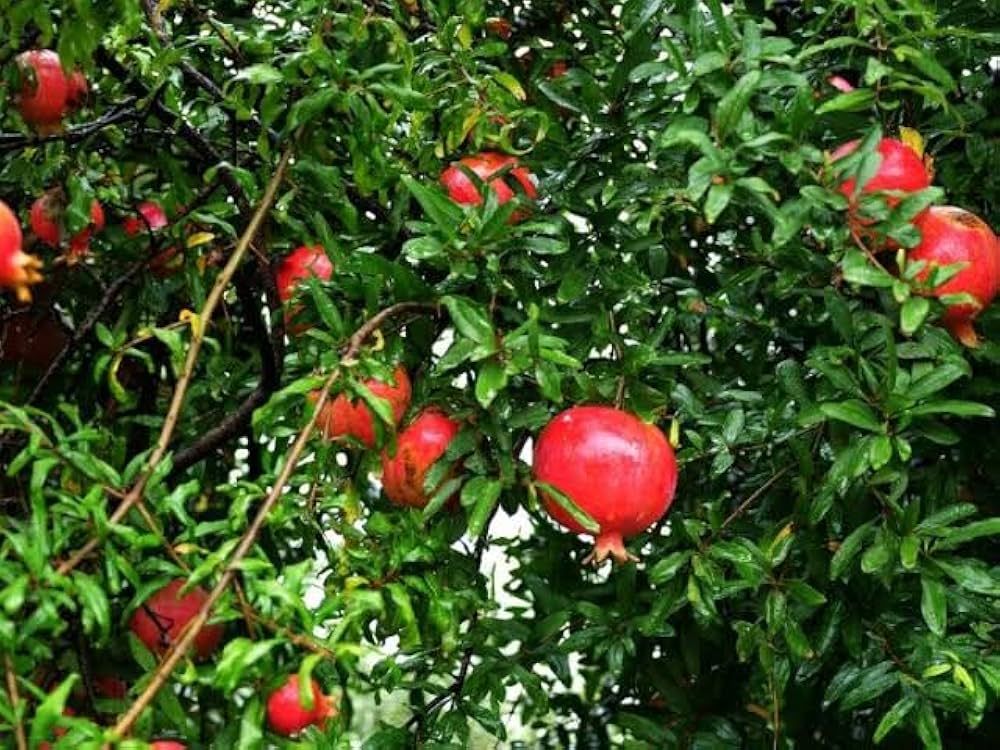 High-Quality Pcs Bonsai Tree Pomegranate Seeds for DIY Home Garden & Healthy Fruit Cultivation