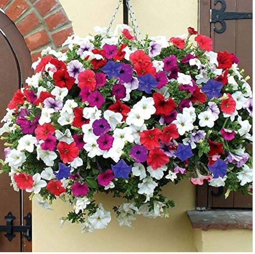 Rare Petunia Mixed Colors Organic Flowering Seeds For Planting