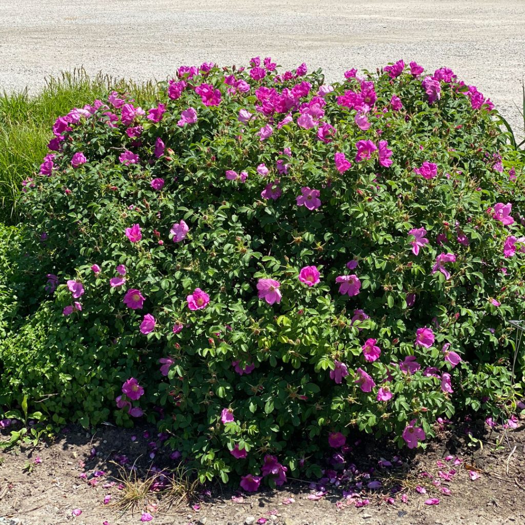 Rose Rosa rugosa Flower Seeds for Pots and Borders