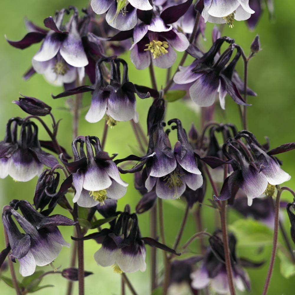 Columbine William Guinness Seeds – for Unique Flower Growth