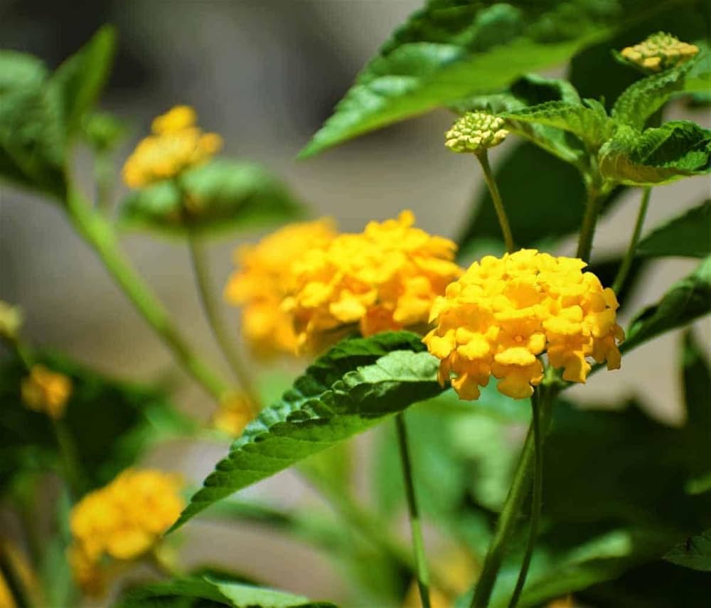 Common Lantana Lantana camara for planting in flower bed