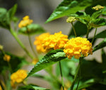Common Lantana Lantana camara for planting in flower bed