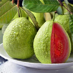 Thai Guava (Psidium guajava) for planting in tropical garden