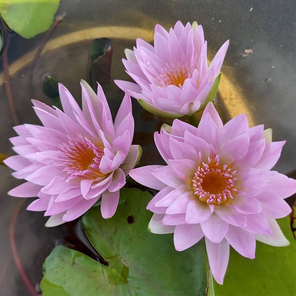 Pink Pearl (Tropical Water Lily)