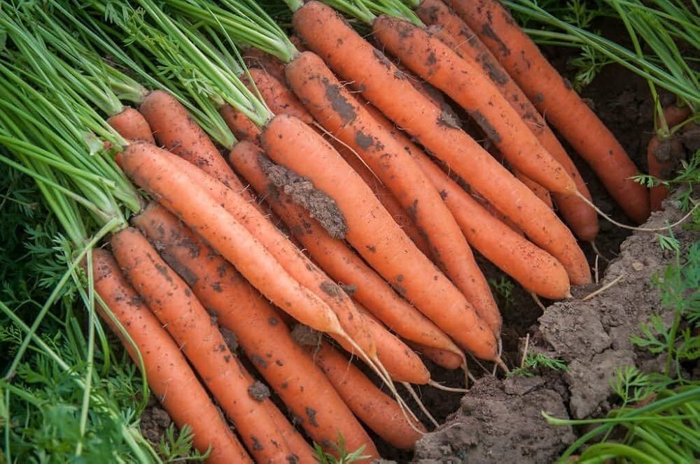 Giant Carrot Seeds for Planting Nutrient Rich Healthful Root Vegetables ( pcs)
