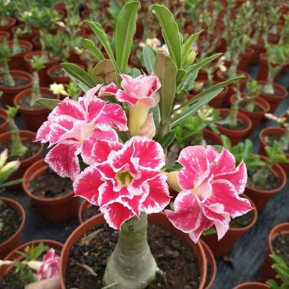 Double White Desert Rose Seeds for Planting Adenium – Heirloom, Non-GMO