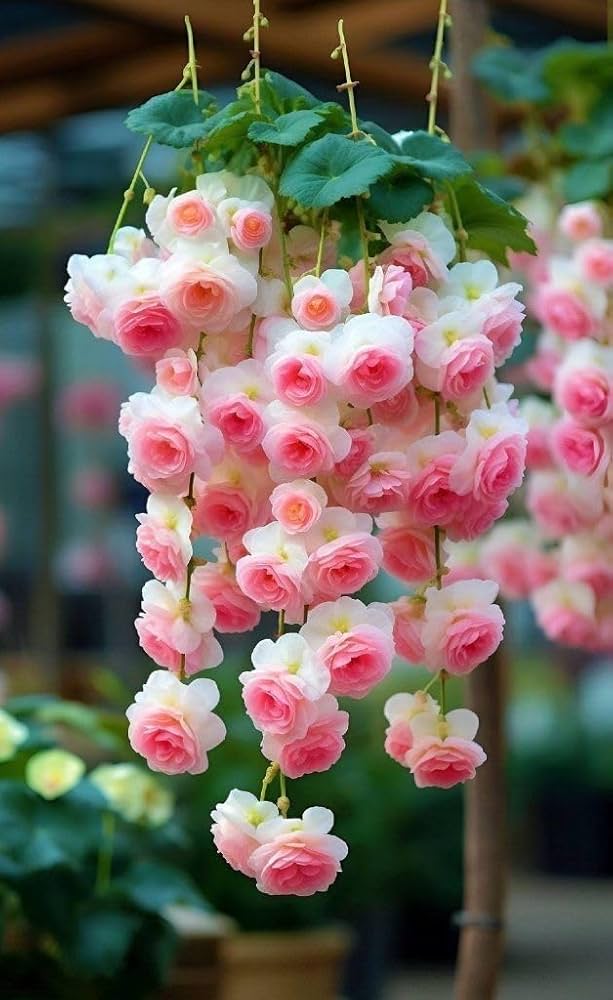 Begonia Mix Colors Begonia, Hybrida Flower Seeds for Planting in indoor pots or shaded garden
