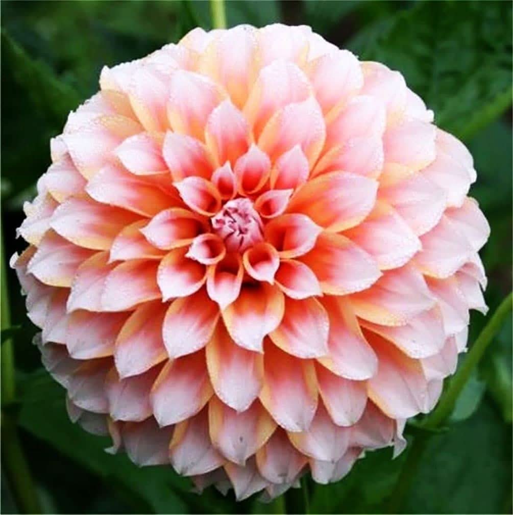 Rainbow Dahlia Pinnata Flowering Seeds For Planting in home garden and seasonal flower beds
