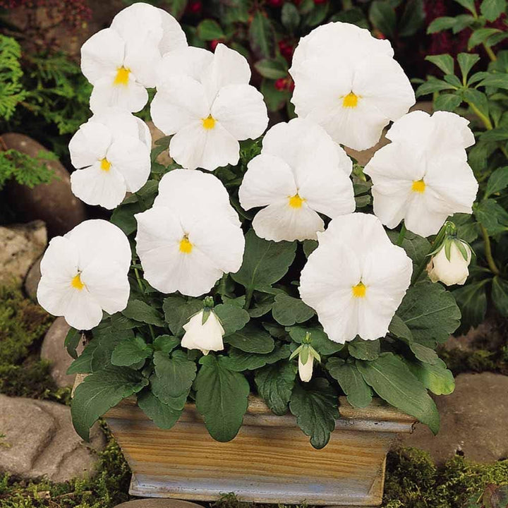 Heirloom Tricolor Pansy Flower Seeds for Planting, Non-GMO, Organic, White Blooms