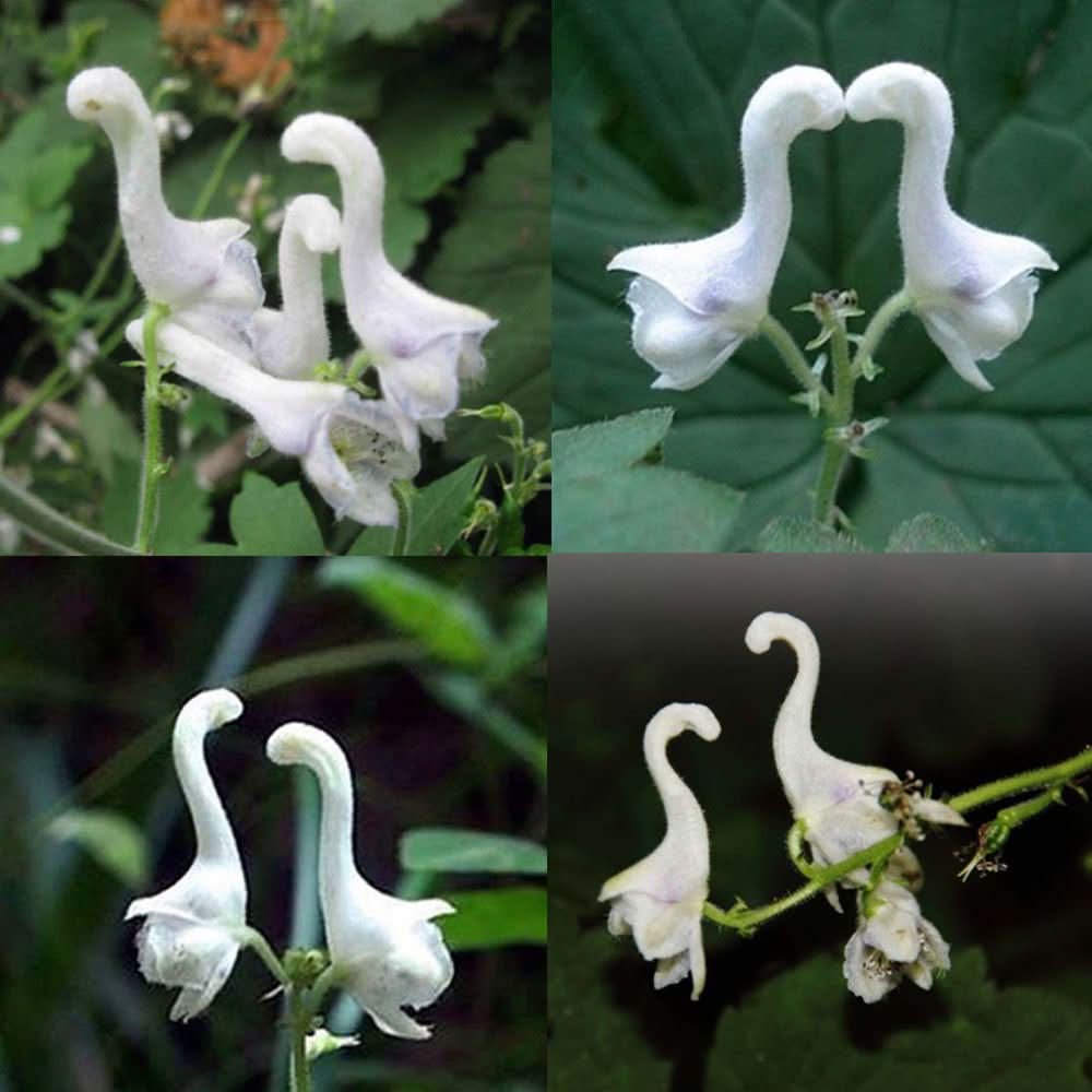 Swan Flower Rare White  Flowering Seeds For Planting and Home Garden