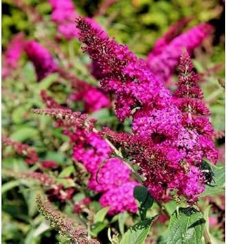 Organic Pink Butterfly Bush Flower Seeds for Planting – Heirloom, Non-GMO