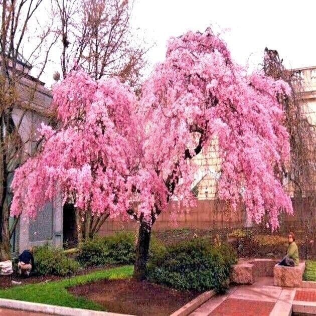 Weeping Pink Cherry Tree Prunus pendula Seeds for Planting Japanese garden