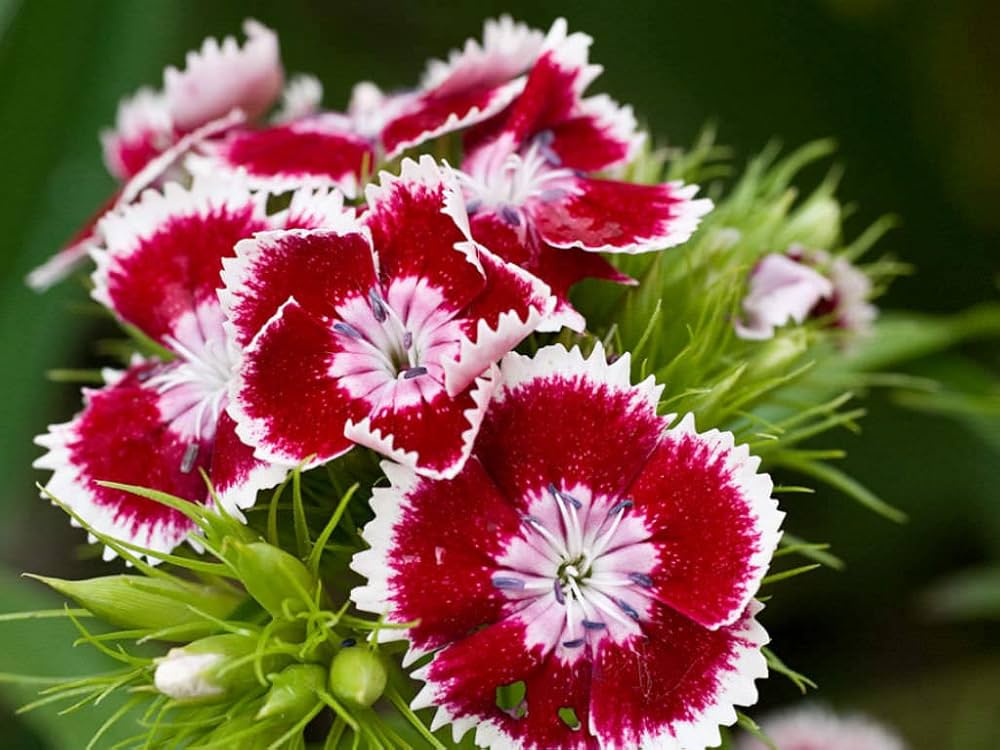 Rainbow Dianthus Barbatus Flower Seeds for Colorful Garden and Balcony Planting