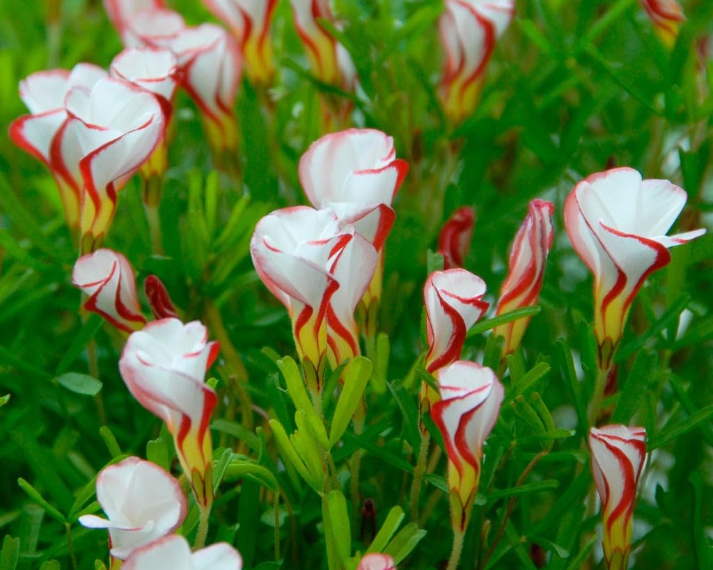 Oxalis Versicolor Orange Seeds – Heirloom, Non-GMO Flower Seeds for Planting Striking Blooms for planting in your garden.