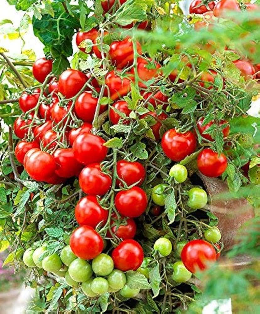 Garden tomato plants with vibrant red fruit, an ideal variety for balconies, pots, and outdoor vegetable gardens.