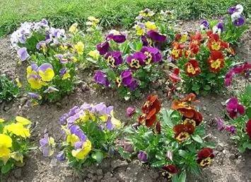 Heirloom Mixed Colors Pansy Flower Seeds for Planting – Non-GMO, Vibrant Blooming Flower Seeds Dhara Seeds