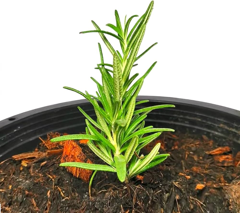 Golden Rn Rosemary Plant Seeds for Planting-Heirloom & Non-GMO Seeds for planting – Fresh Herb for Your Garden