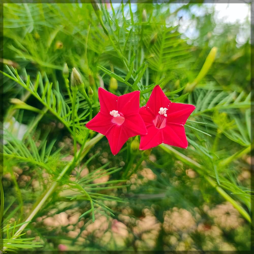 Cypress Vine Flower Climbing Plant Seeds ( )
