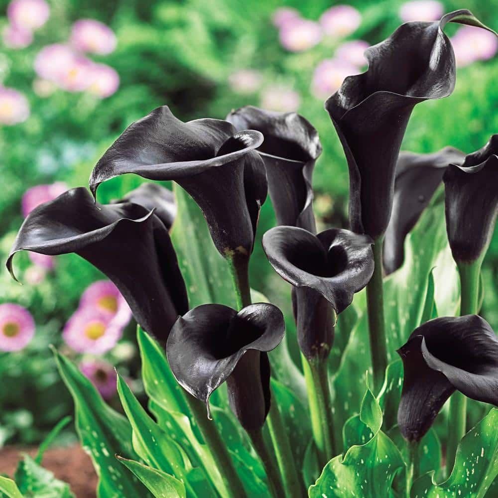 Dark gray Calla Lily giant flower seeds
