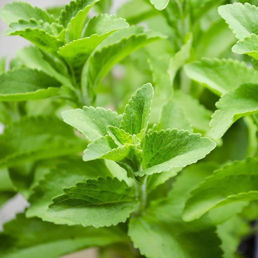 Stevia Plant Seeds for Natural Sweetener and Herbal Gardens-Heirloom & Non-GMO Seeds for planting – Fresh Herb for Your Garden