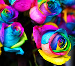 Lipstick Mix Flowers (various species) for planting in garden beds