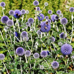 Blue Globe Thistle Echinops bannaticus Seeds for planting in flower bed