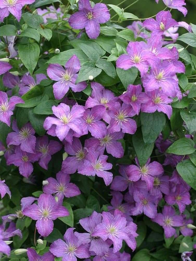 Clematis Clematis vitalba climbing flower seeds for vertical garden use