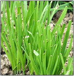 Garlic Chive Allium tuberosum for planting in herb garden