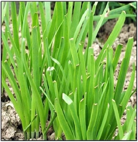 Garlic Chive Allium tuberosum for planting in herb garden