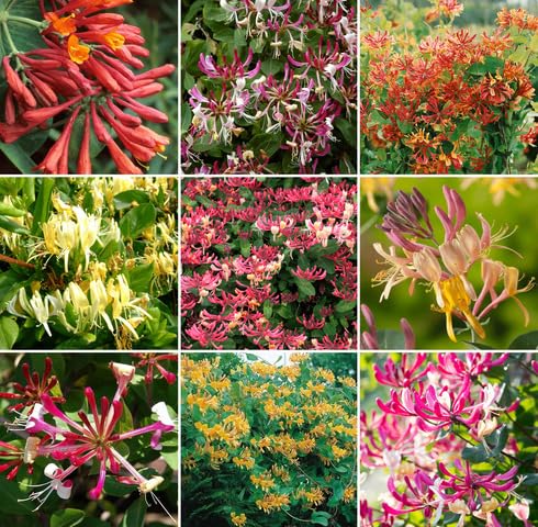 Mixed Honeysuckle Flower - Heirloom, Non - Gmo Seeds