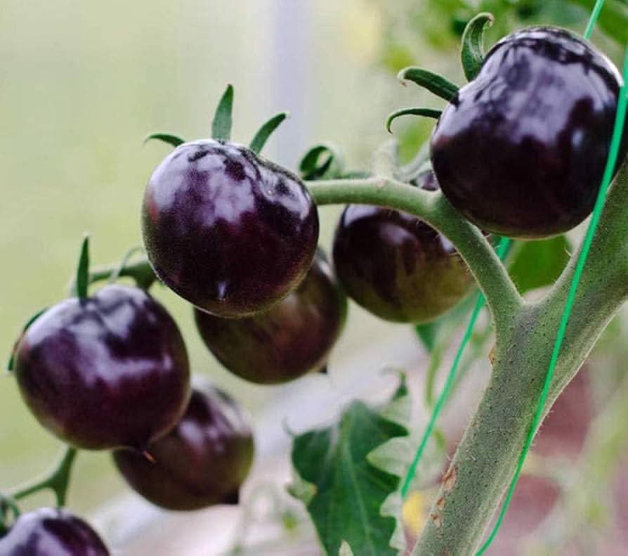 Purple Tomato Seeds for Planting - Unique Vegetable - heirloom & Non GMO Seeds
