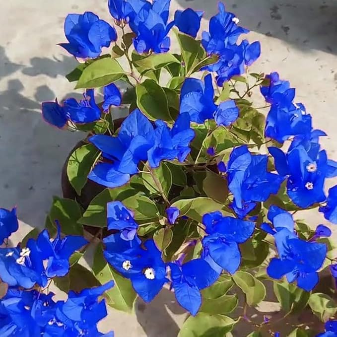 Blue Bougainvillea Spectabilis Seeds