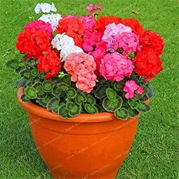 Geranium Apple Blossom Pink Flower Seeds for Planting NON GMO Seeds Dhara Seeds