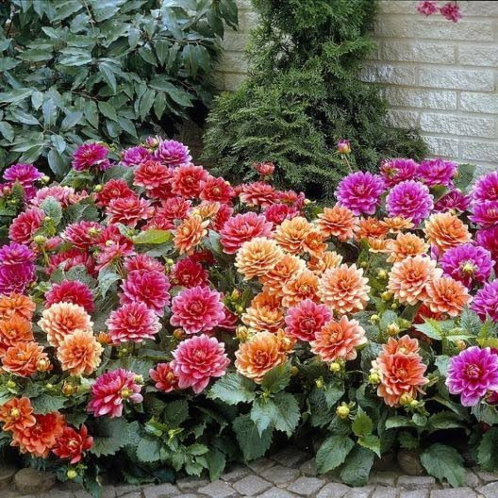 ANNUAL FLOWERS SEED BUNDLE Unique Seed Packets for Annual Flower Gardening Seeds – Heirloom, Non-GMO, High Germination Organic Garden Seeds
