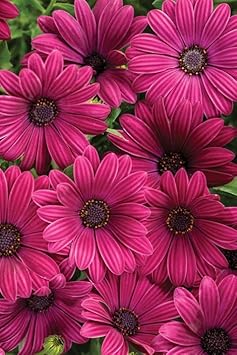 Osteospermum Flower Pink Heirloom Non Gmo Image