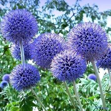 Blue Echinops Ritro Plant Seeds for Planting - 100 seeds for planting in home garden