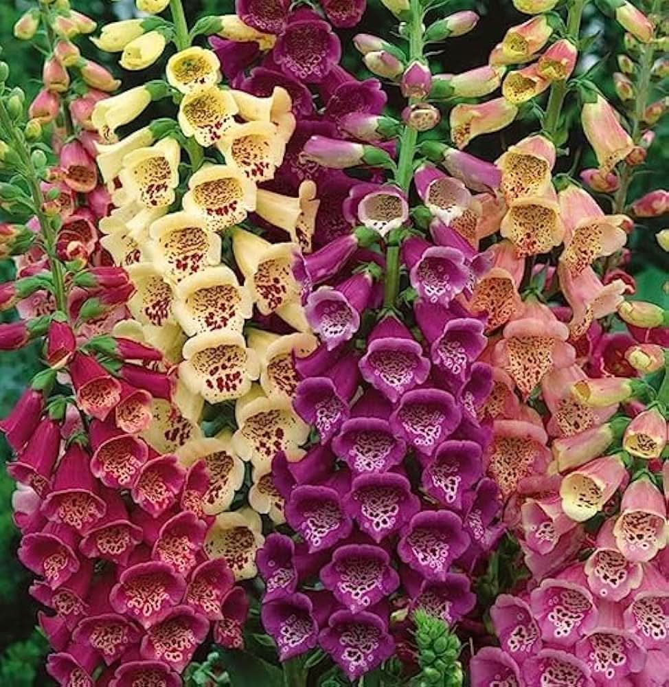 Foxglove Digitalis Purpurea Flower Seeds for Planting in backyard and garden beds