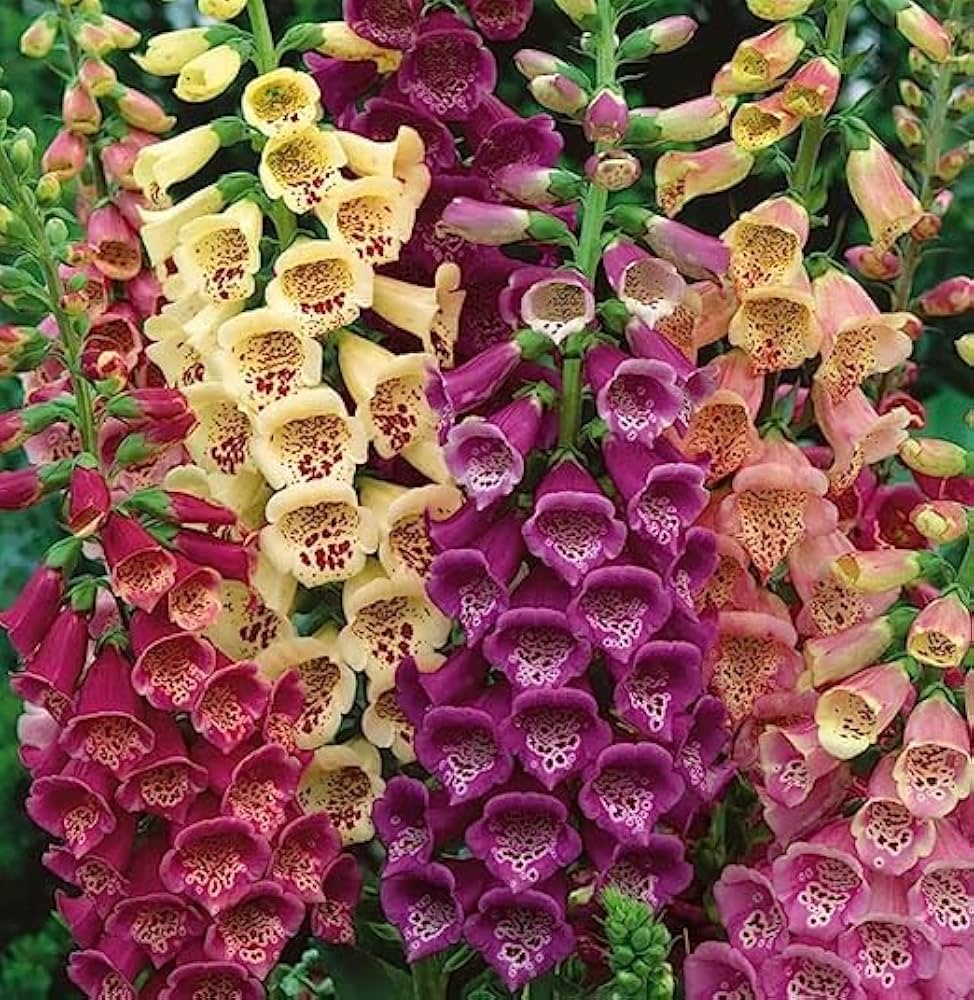 Digitalis Oscura Dark Foxglove Seeds ( )