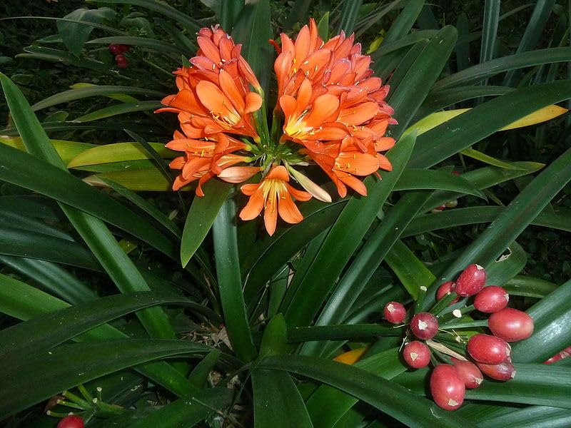 Clivia Flower Seeds (Orange) – Fresh Seeds for Planting Orange Clivia Flowers