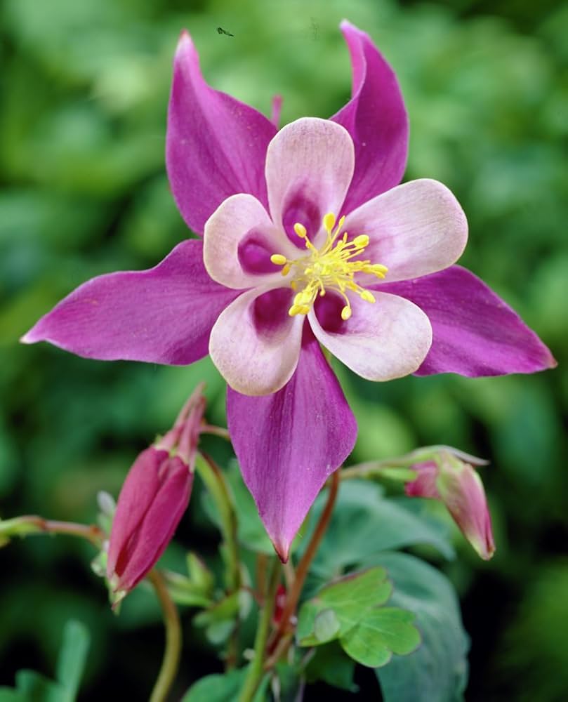 Columbine Aquilegia Vulgaris Flower Seeds for Planting