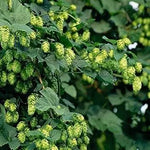 Green Humulus Lupulus Seeds for Planting - NON GMO Seeds Dhara Seeds