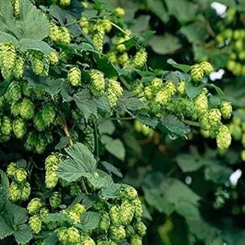 Green Humulus Lupulus Seeds for Planting - NON GMO Seeds Dhara Seeds