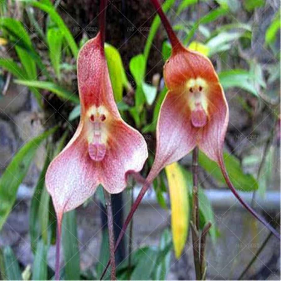 Orchis simia monkey face orchid seeds for flower bed and home garden