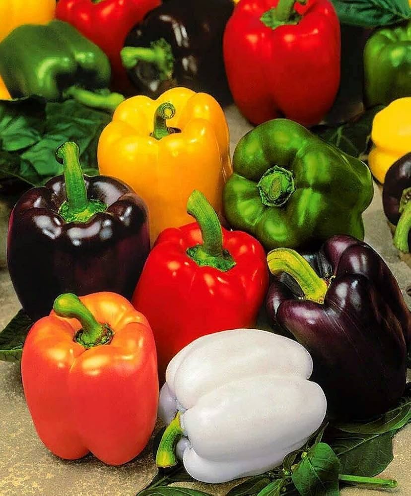 Sweet Pepper Vegetable Seeds for Planting